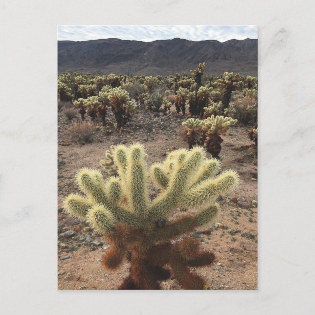 Carte Postale Jardins de Cholla Joshua Tree National Park (Devant)