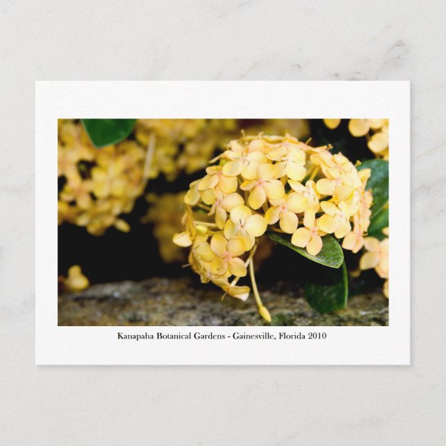Carte Postale Jardins de Kanapaha - Gainesville 006 (Devant)