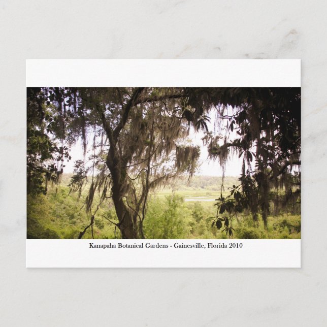 Carte Postale Jardins de Kanapaha - Gainesville 009 (Devant)