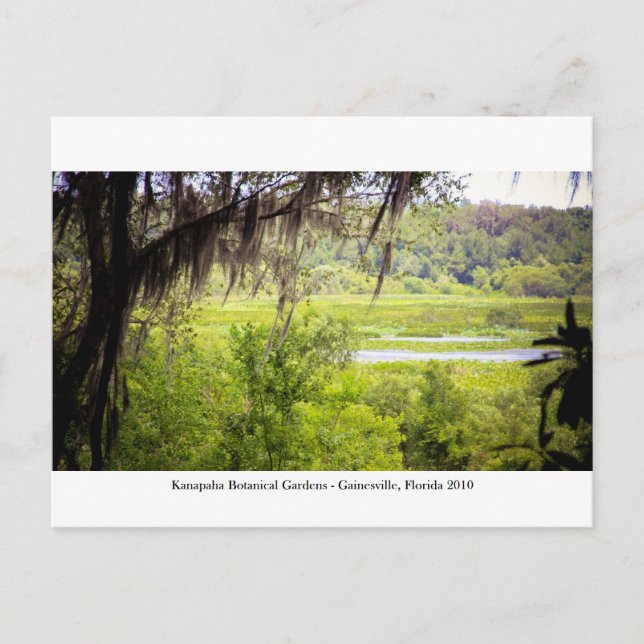 Carte Postale Jardins de Kanapaha - Gainesville 012 (Devant)