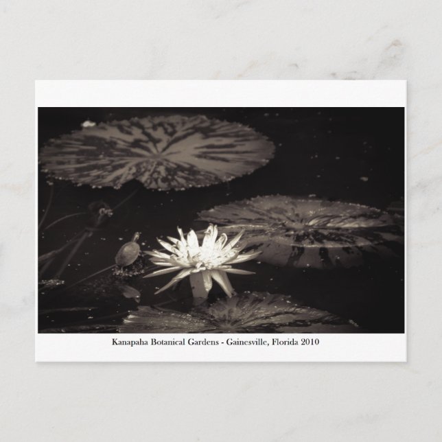 Carte Postale Jardins de Kanapaha - Gainesville 019 (Devant)