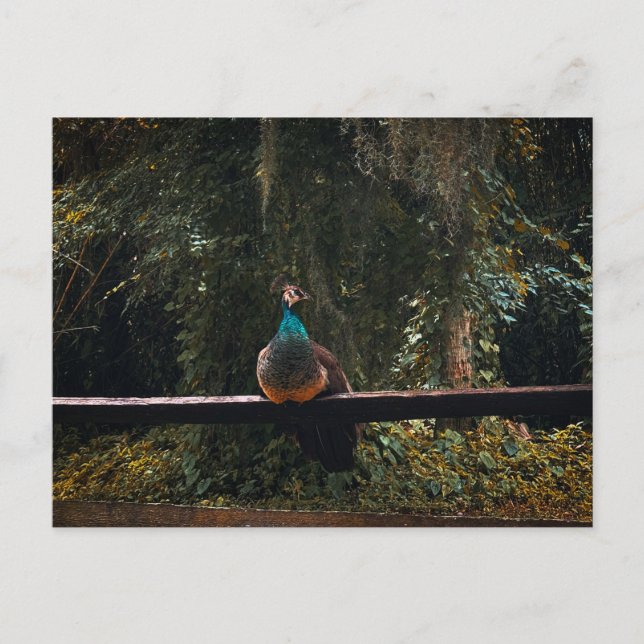 Carte Postale jardins de la vieille Floride (Devant)