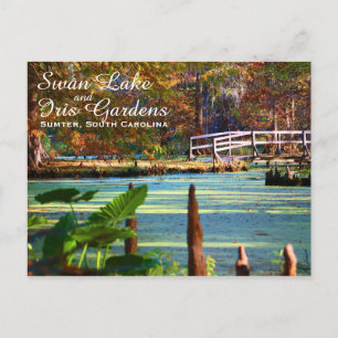 Carte Postale Jardins de Swan Lake Iris, Sumter, Caroline du Sud