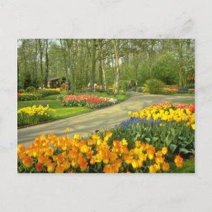 Carte Postale Jardins jaunes de Keukenhof près de Haarlem, Pays-