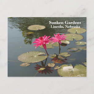 Carte Postale Jardins Sunken Lys d'eau rose #80N 080