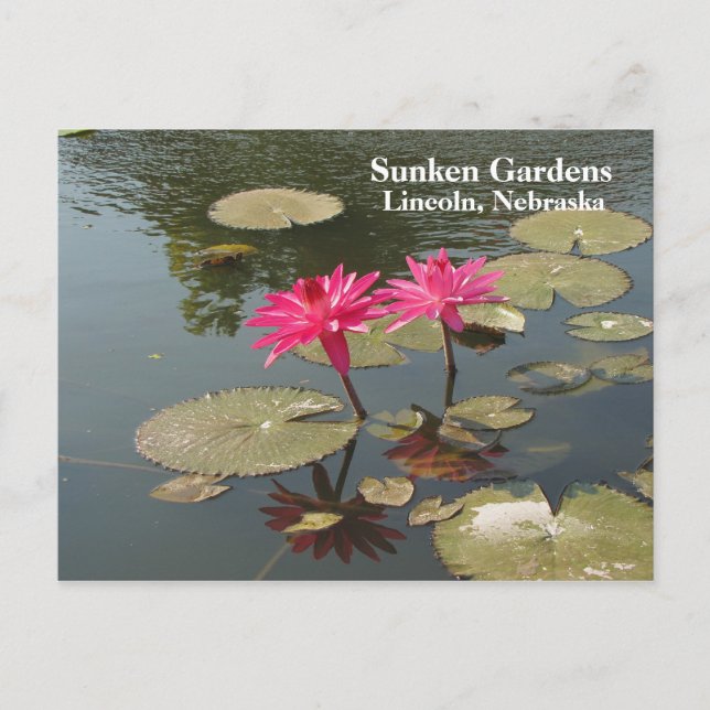 Carte Postale Jardins Sunken Lys d'eau rose #80N 080 (Devant)