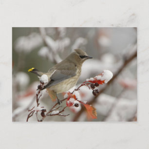 Carte Postale Jaseur d'Amérique adulte sur aubépine avec neige