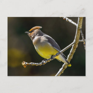 Carte Postale Jaseur d'Amérique Passereau Photo d'Oiseau Sauvage