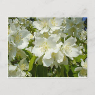Carte postale: Jasmine