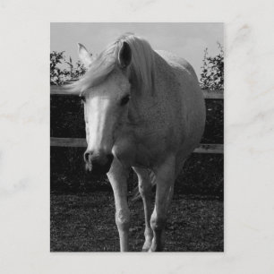 Carte Postale Jasmine