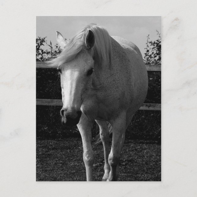 Carte Postale Jasmine (Devant)