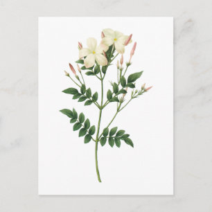 Carte Postale jasmine (Jasminum grandiflorum) par Redouté