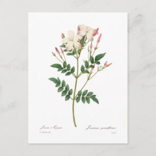 Carte Postale Jasminum grandiflorum