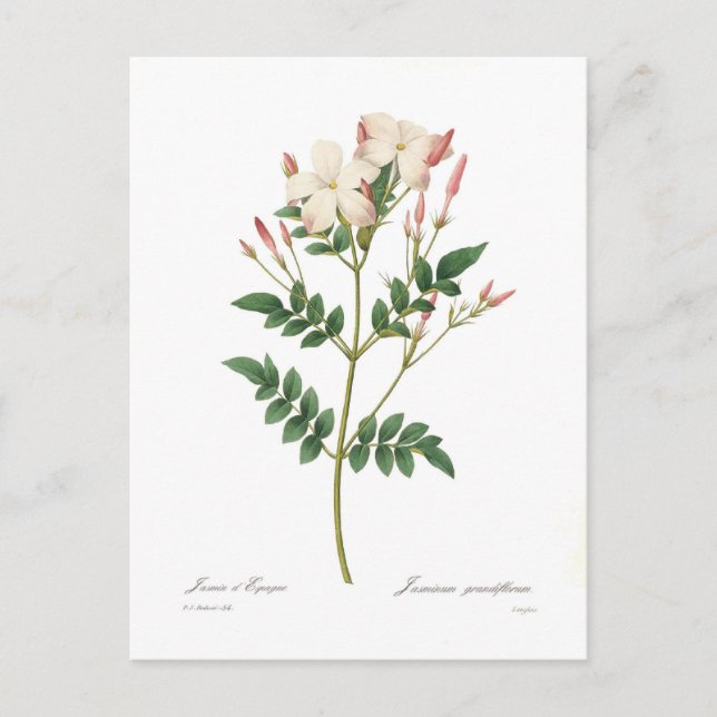 Carte Postale Jasminum grandiflorum (Devant)