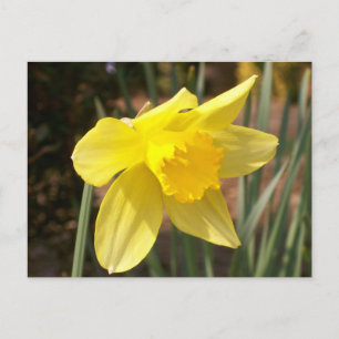 Carte postale Jaune