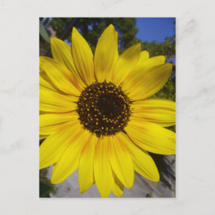 Carte Postale jaune