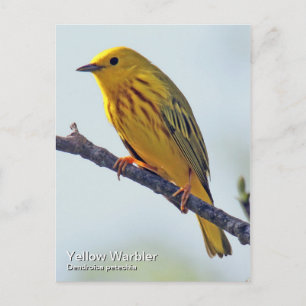Carte postale Jaune