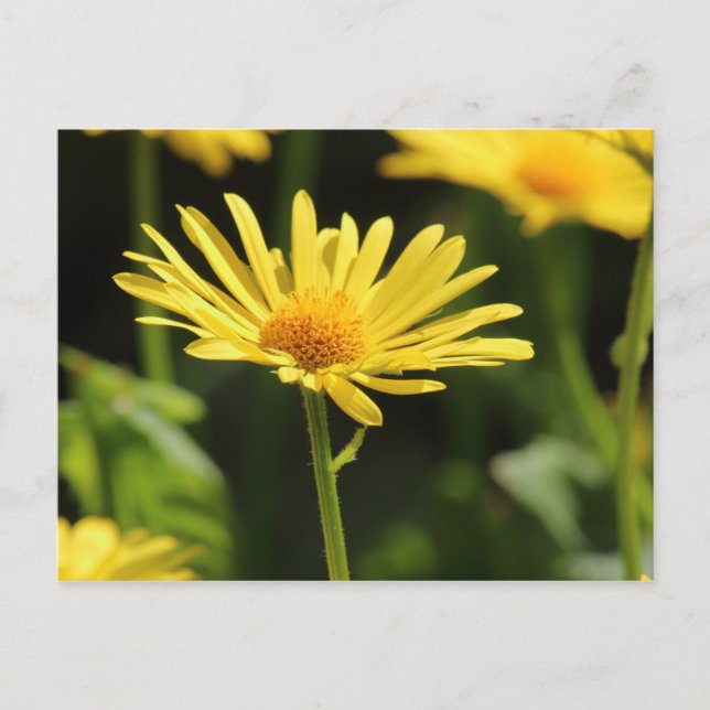 Carte Postale Jaune (Devant)