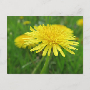 Carte Postale jaune, bouton d'or, plante, pissenlit, prairie,