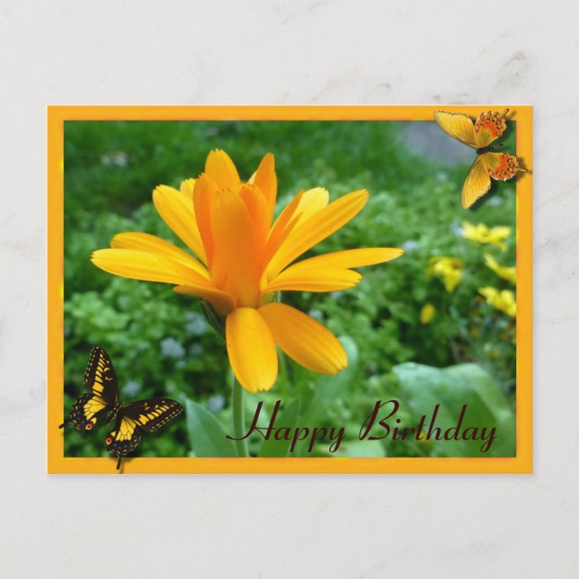 Carte Postale Jaune calendula (Devant)