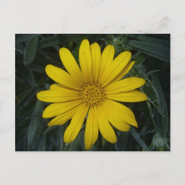 Carte Postale jaune clair (Devant)