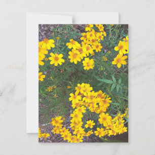 Carte Postale Jaune clair Fleurs sauvages dans Jardin naturel