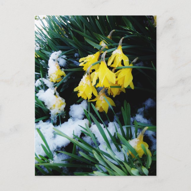 Carte Postale Jaune Daffodils fleurs dans la neige (Devant)