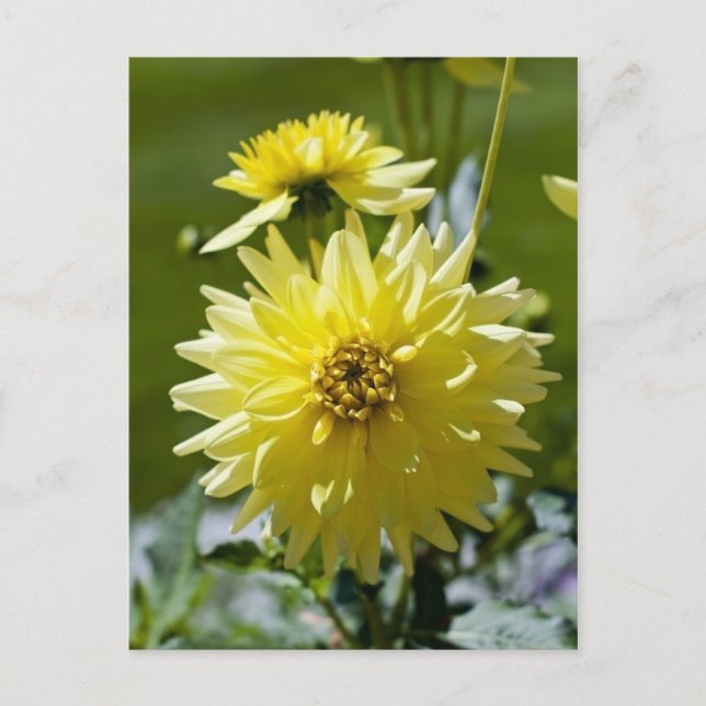 Carte postale Jaune Dahlia (Devant)