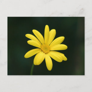 Carte postale Jaune Daisy