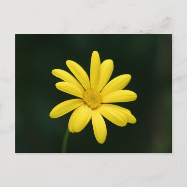 Carte postale Jaune Daisy (Devant)