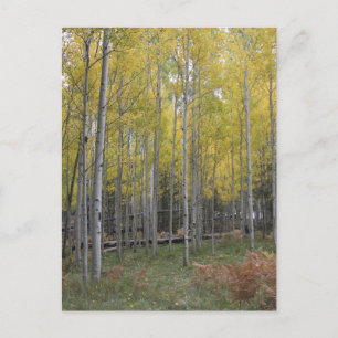 Carte Postale Jaune d'Aspen