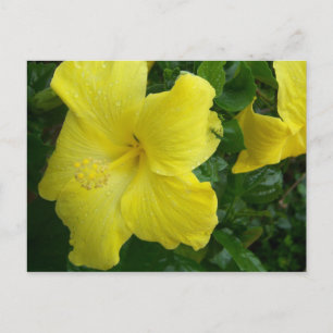 Carte postale jaune de ketmie