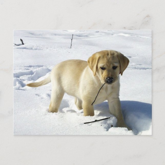 Carte Postale Jaune de laboratoire LR dans la neige (Devant)
