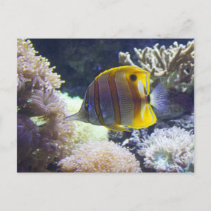 Carte Postale jaune et blanc Eau salée Bande de cuivre Beurre