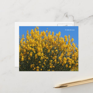 Carte Postale Jaune Faux Indigo sauvage Indigo Horseflyweed