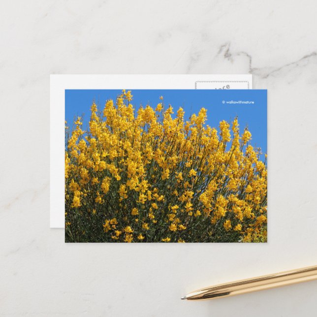 Carte Postale Jaune Faux Indigo sauvage Indigo Horseflyweed (Devant/Arrière en situation)