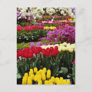 Carte Postale Jaune Keukenhof jardins, Amsterdam, Pays-Bas f