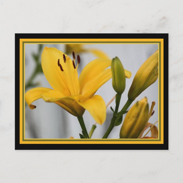 Carte Postale Jaune Lillies (Devant)