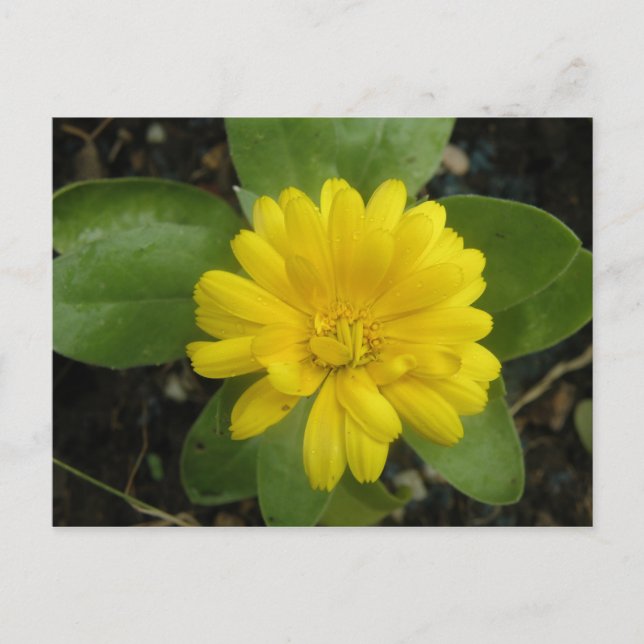 Carte postale jaune vif Marigold (Devant)