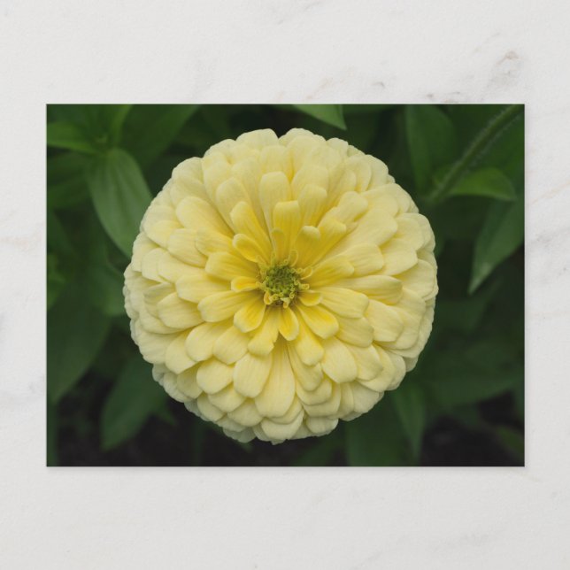 Carte postale Jaune Zinnia (Devant)