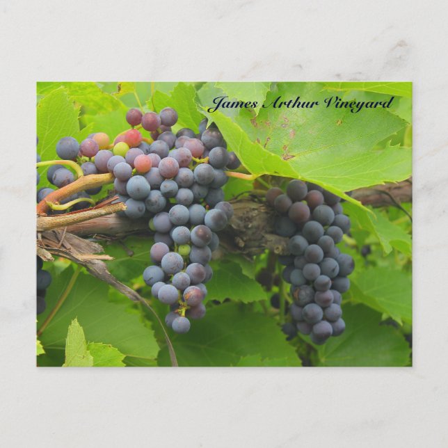 Carte Postale JAV St. Croix mauve raisins 2013 2n (Devant)