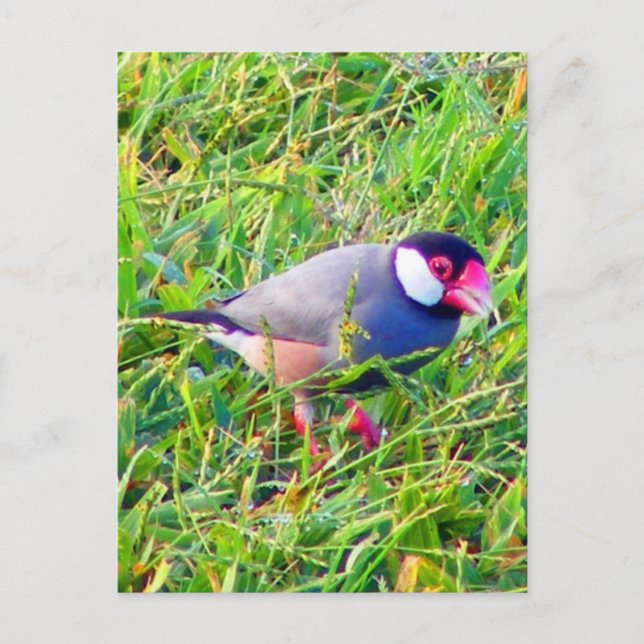 Carte Postale Java Bruant dans l'herbe à Hawaii (Devant)