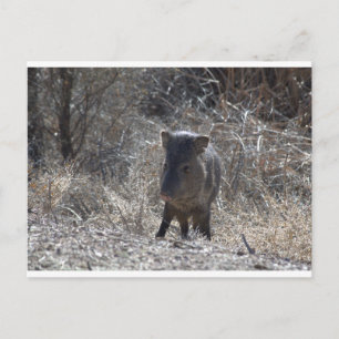 Carte Postale Javalina
