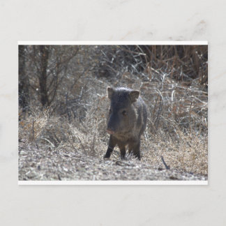Carte Postale Javalina