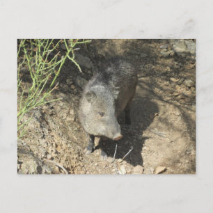 Carte Postale Javelina