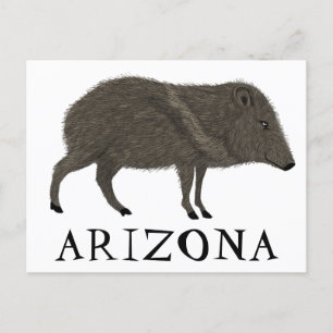 Carte Postale Javelina ARIZONA Désert Peccaire Animaux Sauvages
