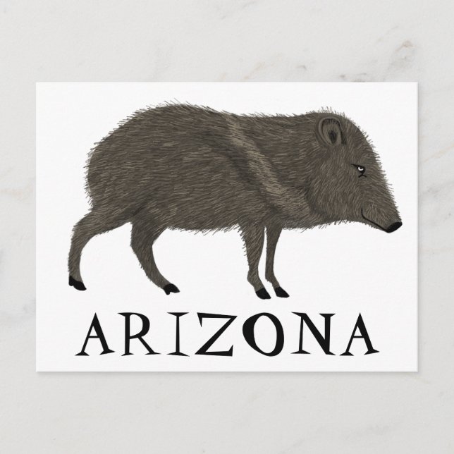 Carte Postale Javelina ARIZONA Désert Peccaire Animaux Sauvages  (Devant)