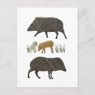 Carte Postale Javelina Family Portrait Animaux du désert