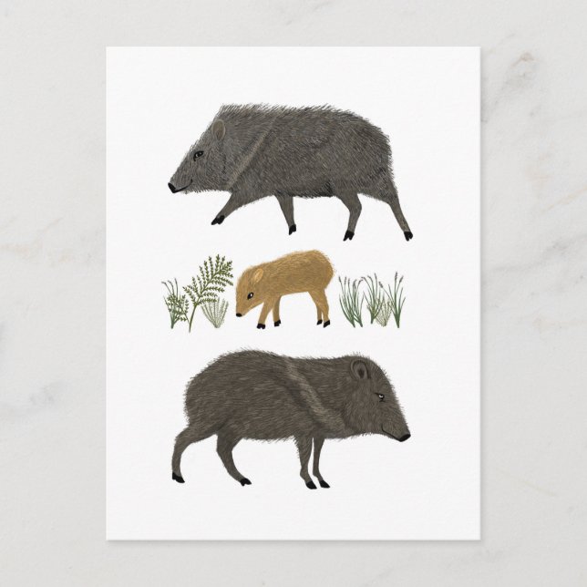 Carte Postale Javelina Family Portrait Animaux du désert (Devant)