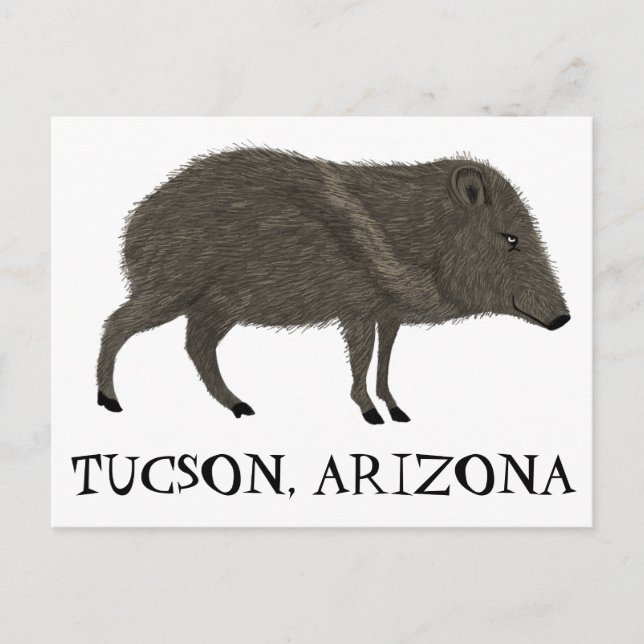 Carte Postale Javelina TUCSON  Désert Animal Sauvage Pécari Natu (Devant)